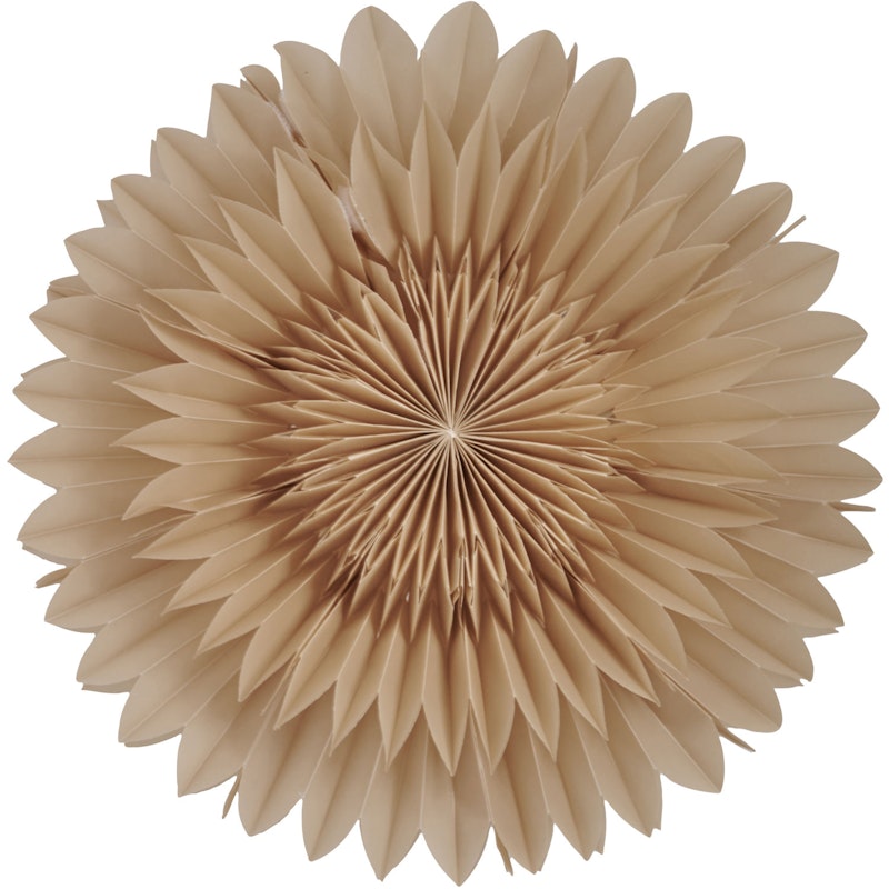 Lotus 44 Julstjärna, Beige